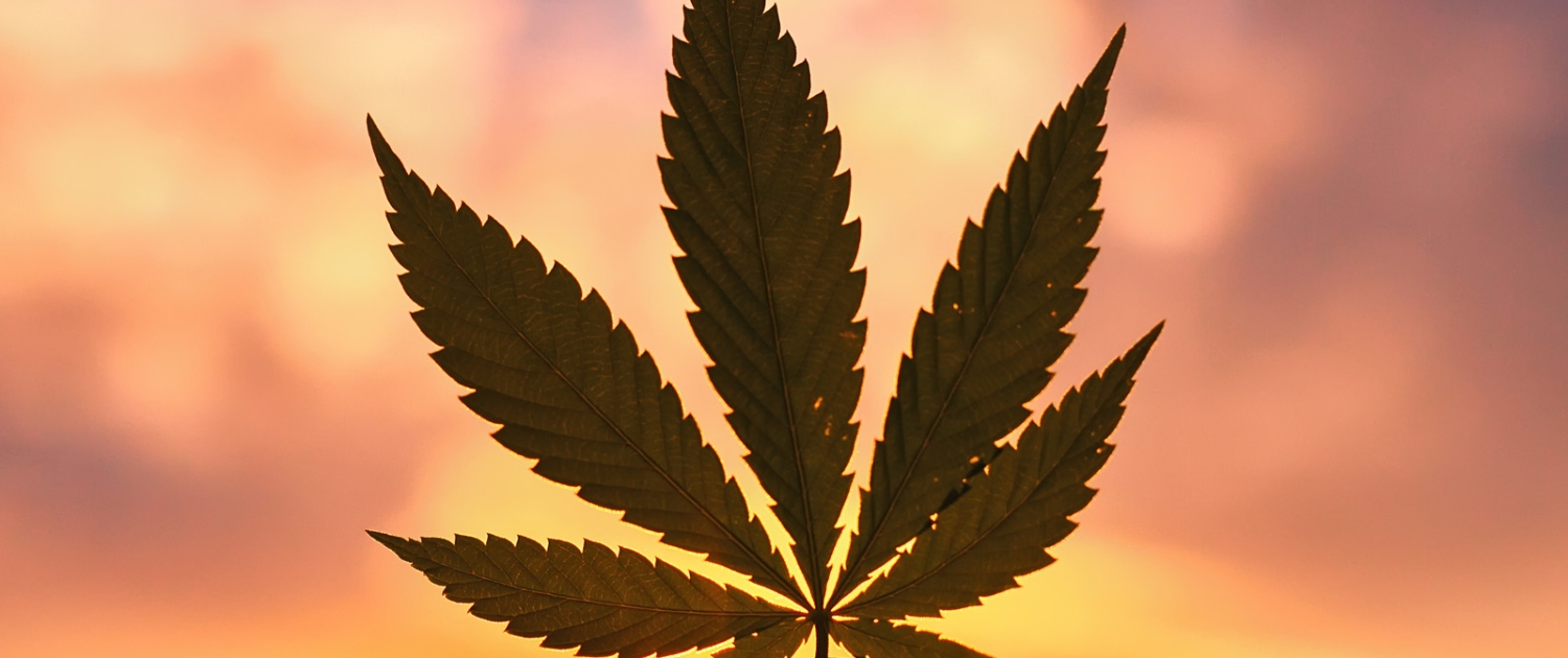 large cannabis leaf held up to sky with setting sun in background