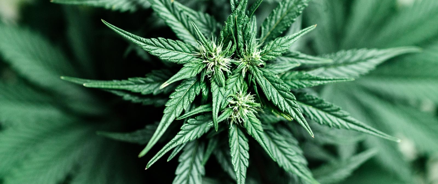 Evidence of Marijuana's Medical Usefulness Mounts