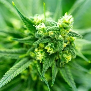 Massachusetts should develop sound marijuana policy